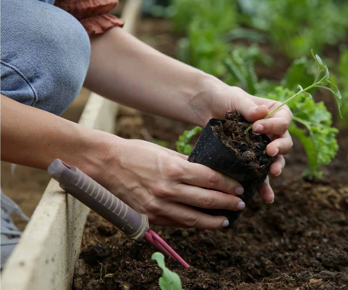 If You Have A Garden, You Are Blessed!